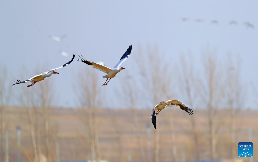 Migrant birds seen at Huanzidong wetland in NE China’s Liaoning