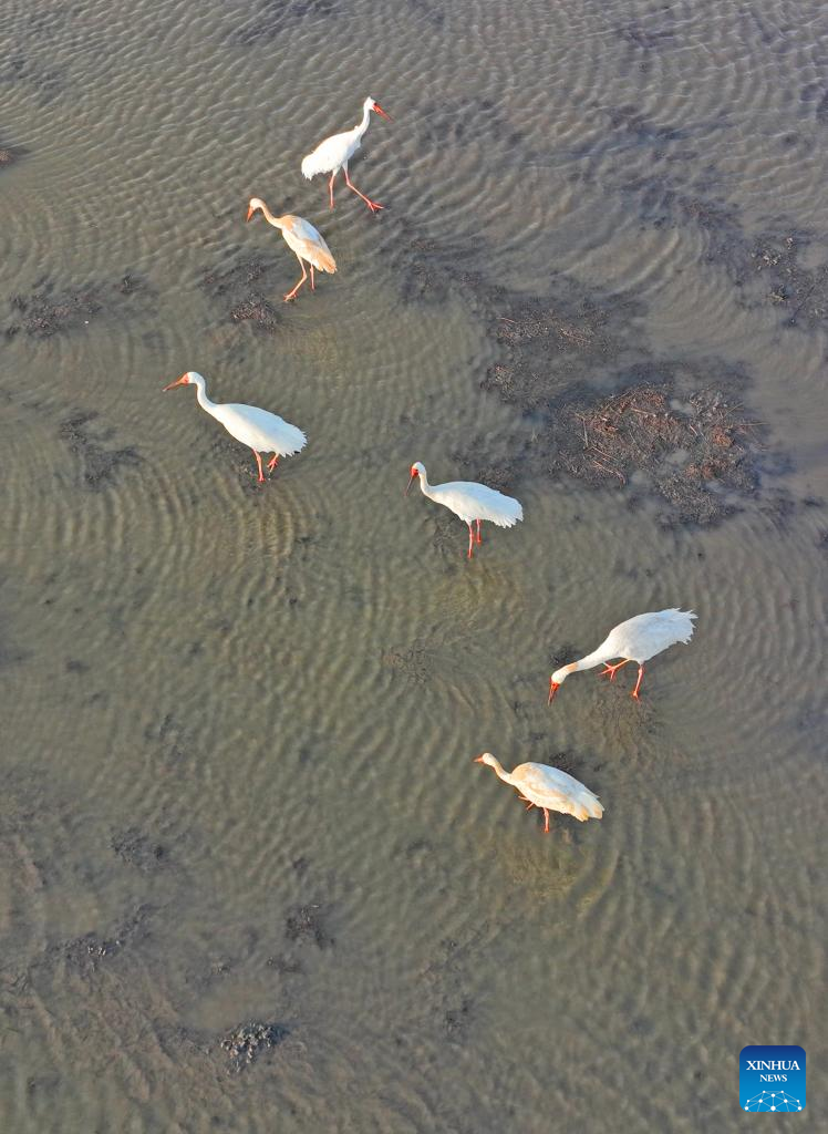 Migrant birds seen at Huanzidong wetland in NE China’s Liaoning