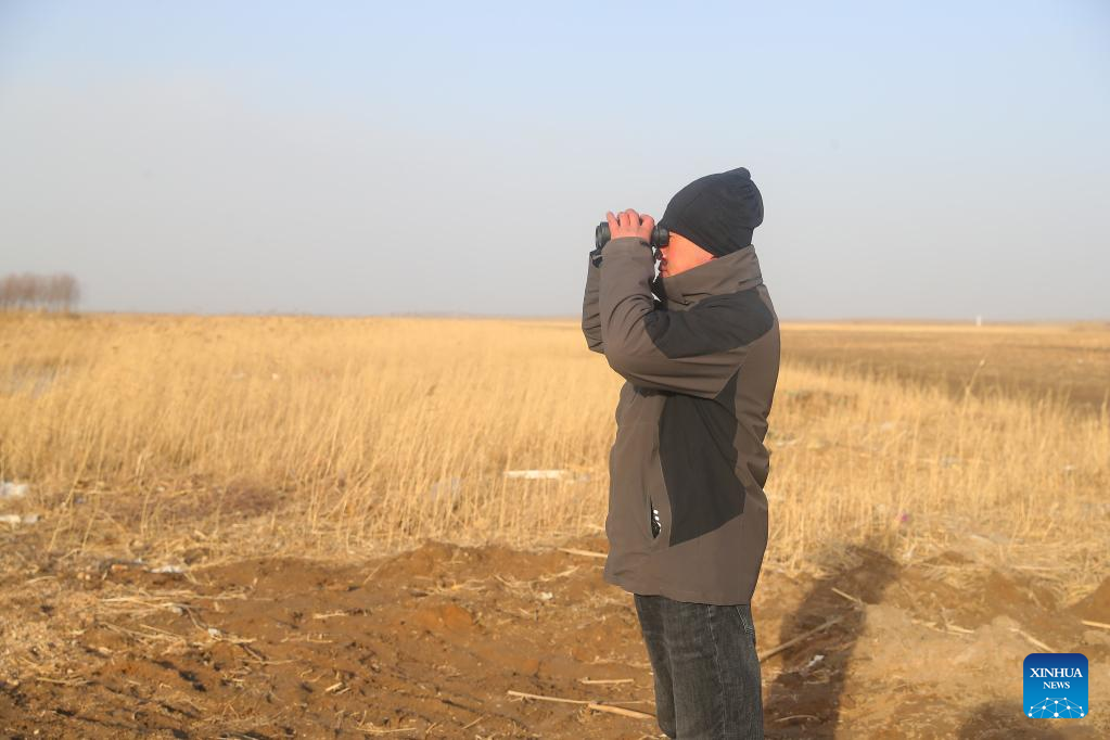 Migrant birds seen at Huanzidong wetland in NE China’s Liaoning