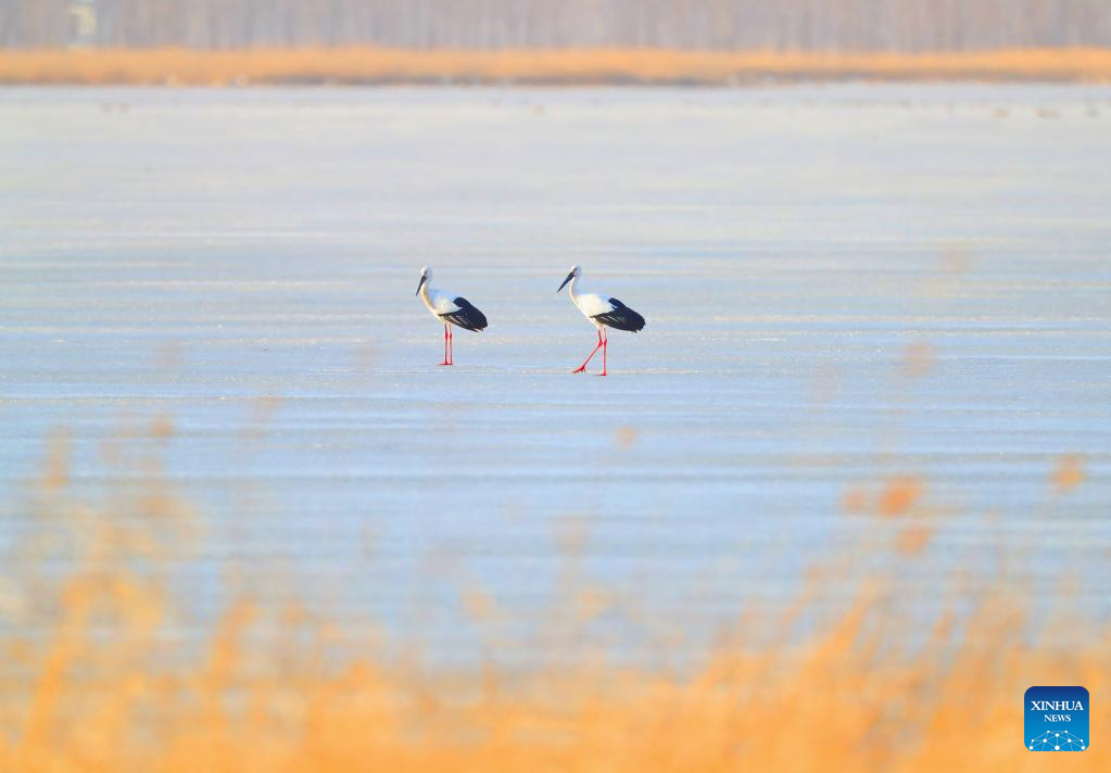 Migrant birds seen at Huanzidong wetland in NE China’s Liaoning