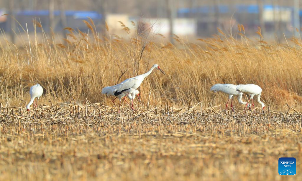 Migrant birds seen at Huanzidong wetland in NE China’s Liaoning