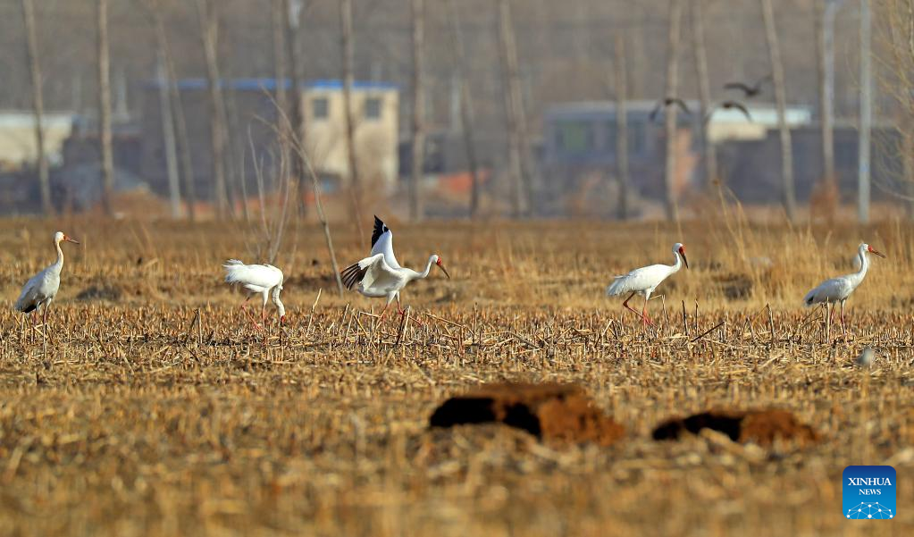 Migrant birds seen at Huanzidong wetland in NE China’s Liaoning