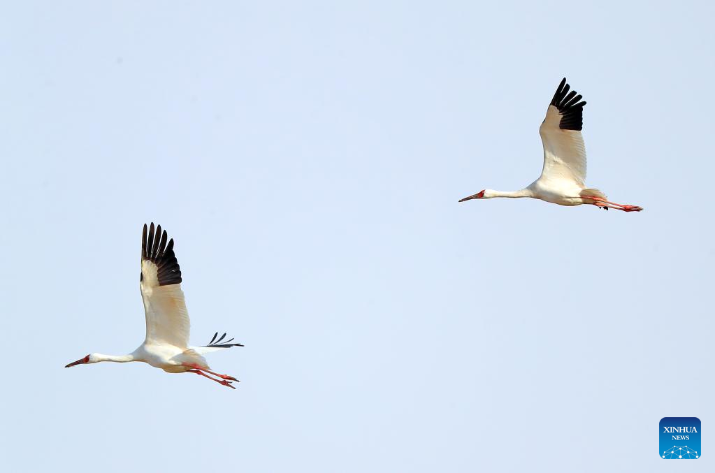 Migrant birds seen at Huanzidong wetland in NE China’s Liaoning