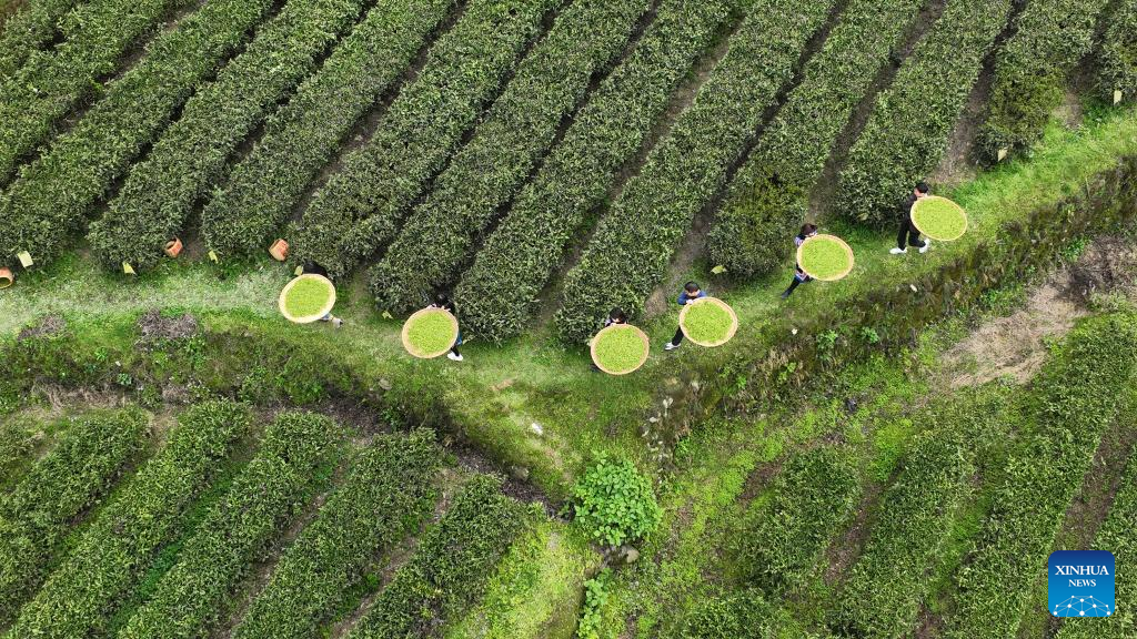 Tea industry, tourism boost local economy in Tashan, C China