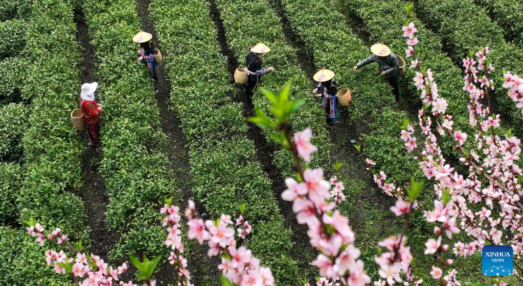 Tea industry, tourism boost local economy in Tashan, C China