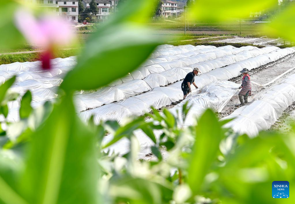 Villagers busy at farming on spring equinox