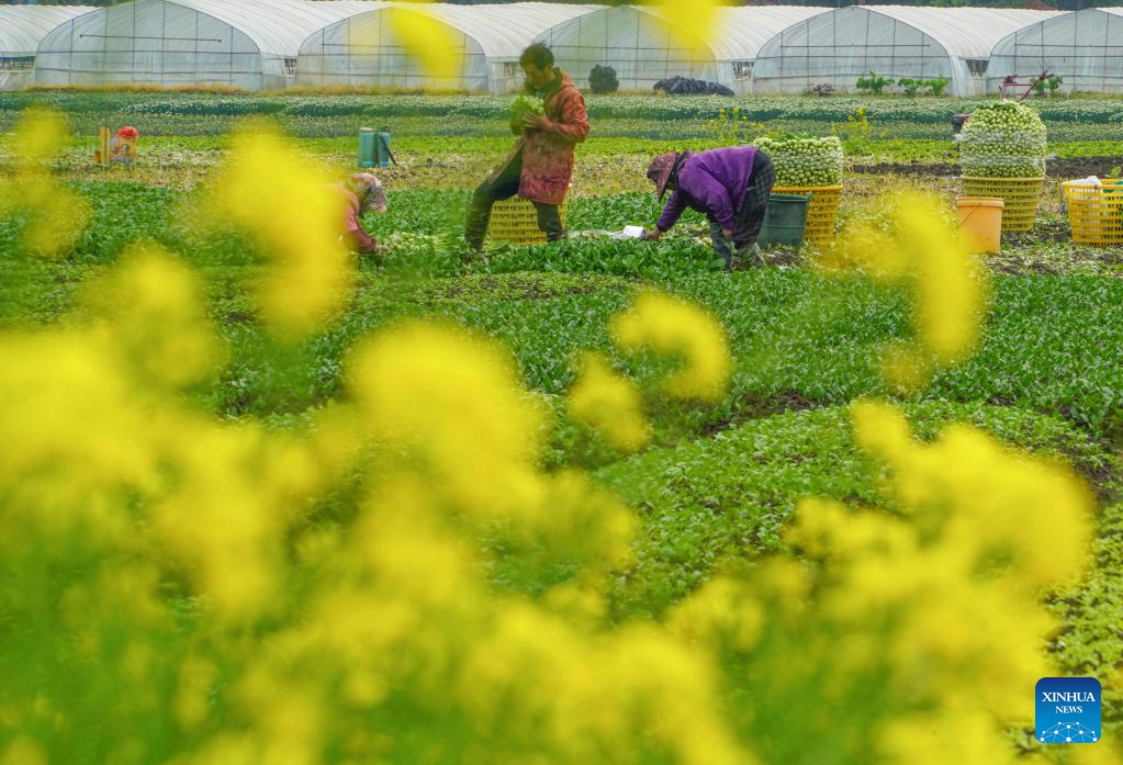 Villagers busy at farming on spring equinox