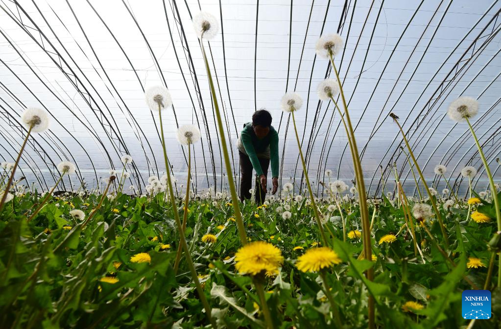 Villagers busy at farming on spring equinox
