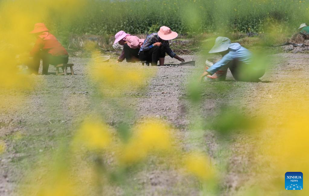Villagers busy at farming on spring equinox