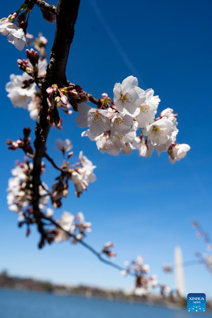In pics: spring flowers in Washington, D.C.