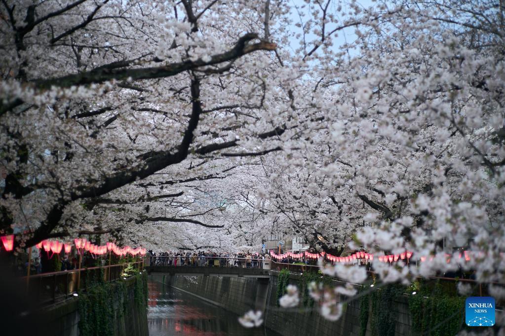 Cherry blossoms along Meguro River in Tokyo