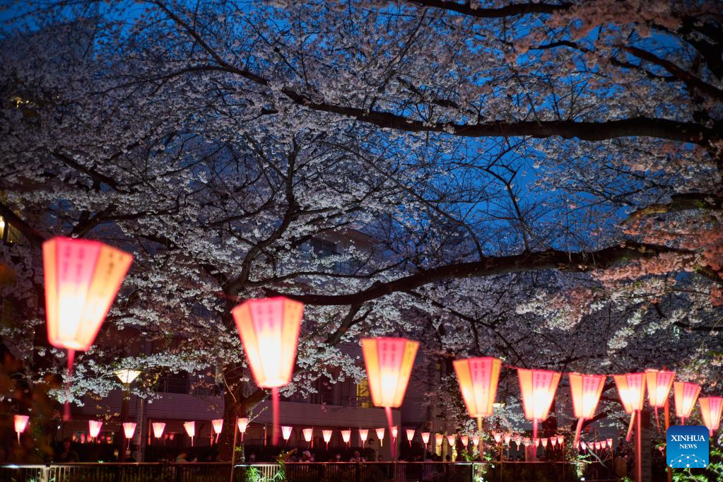 Cherry blossoms along Meguro River in Tokyo