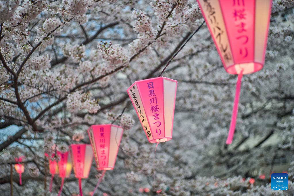 Cherry blossoms along Meguro River in Tokyo