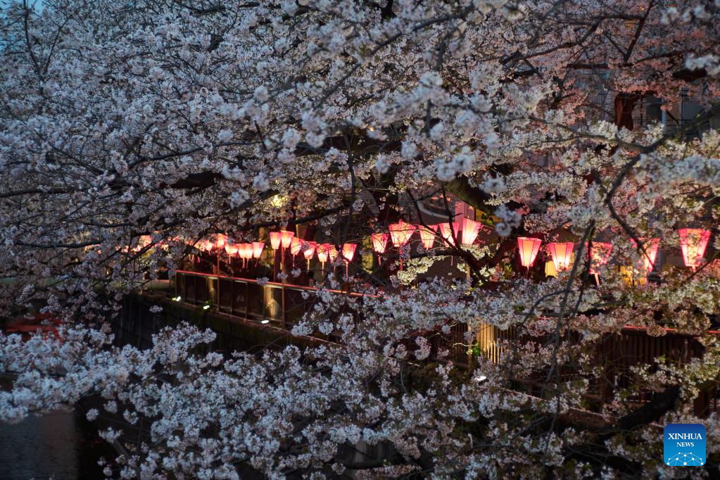 Cherry blossoms along Meguro River in Tokyo