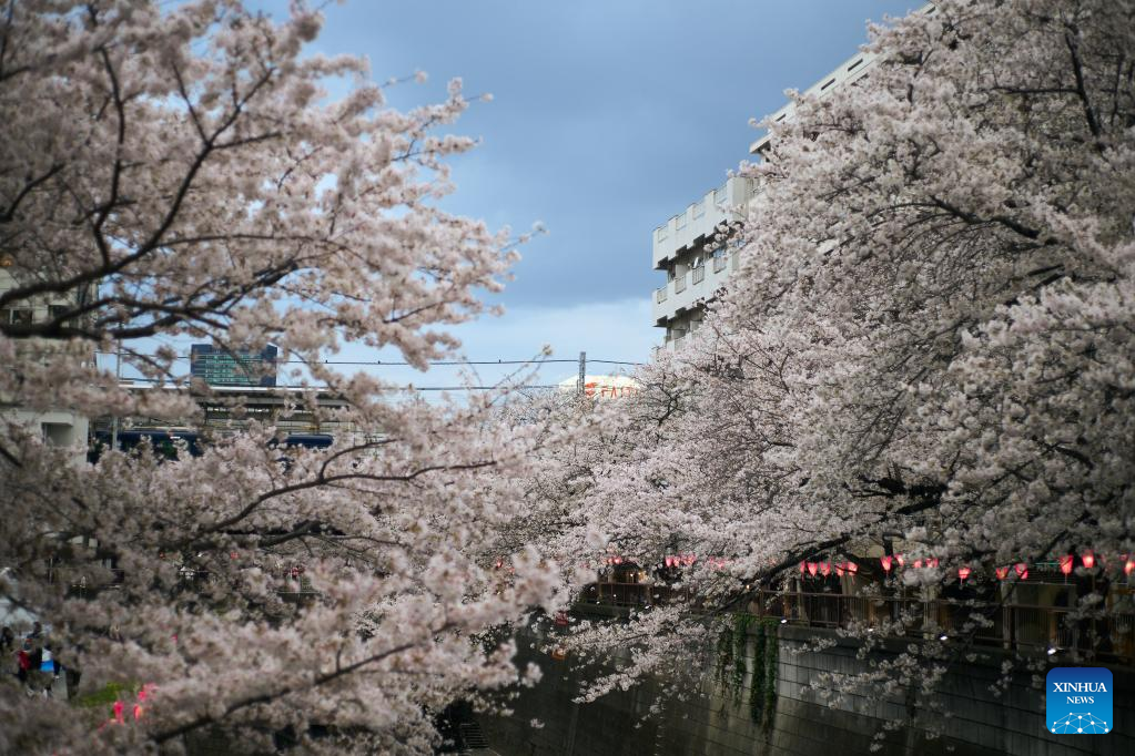 Cherry blossoms along Meguro River in Tokyo