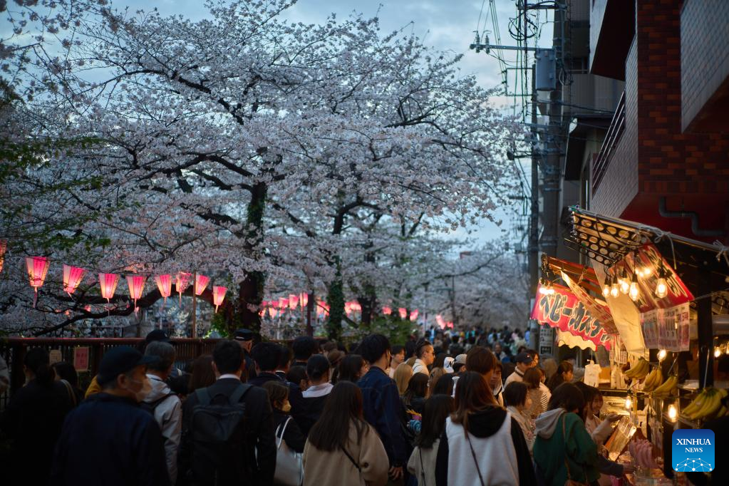 Cherry blossoms along Meguro River in Tokyo