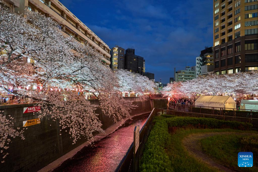 Cherry blossoms along Meguro River in Tokyo
