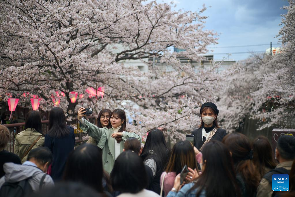 Cherry blossoms along Meguro River in Tokyo