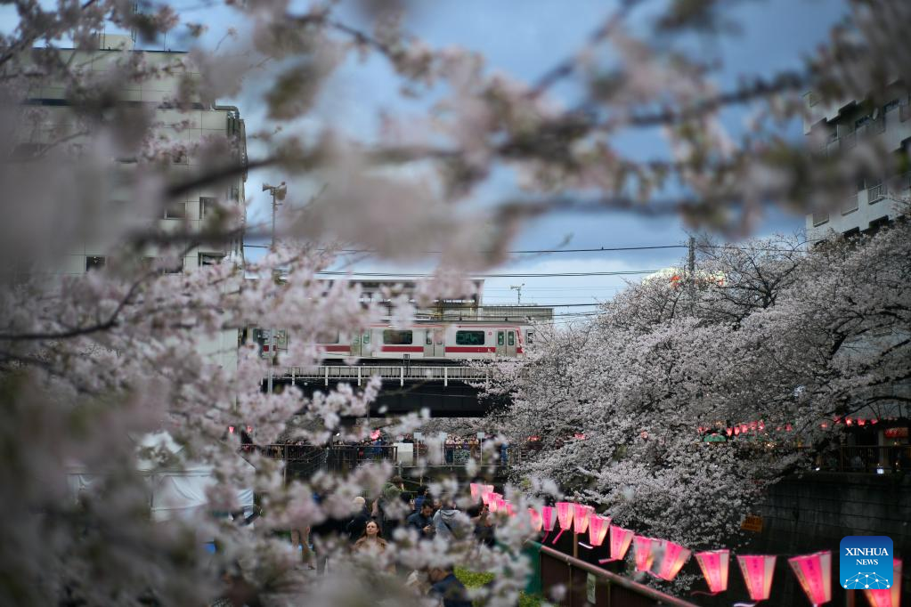 Cherry blossoms along Meguro River in Tokyo