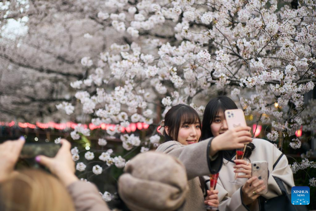 Cherry blossoms along Meguro River in Tokyo