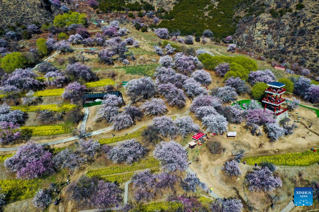 In pics: peach blossoms in Gala village of Nyingchi, SW China