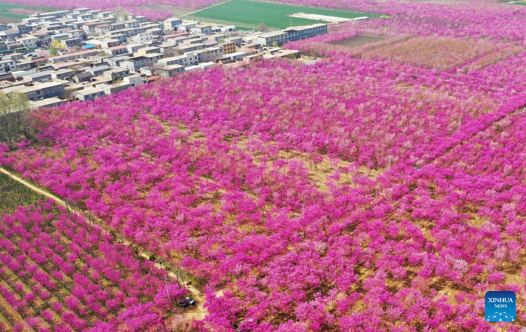 Blooming redbud flowers adorn countryside in C China