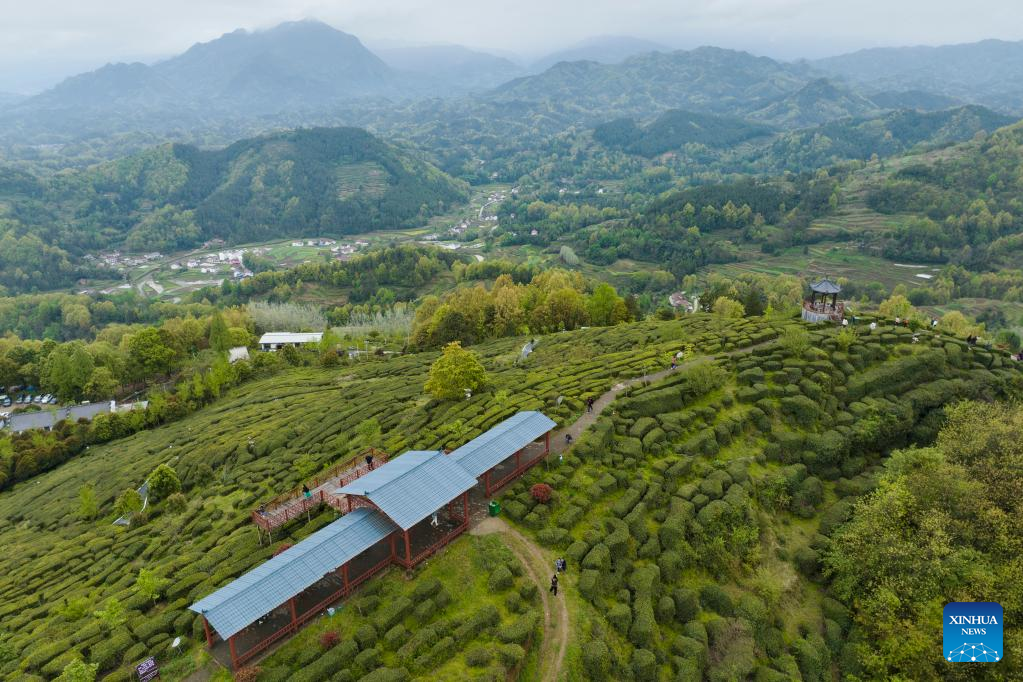 Tea harvest in Hanzhong, NW China's Shaanxi