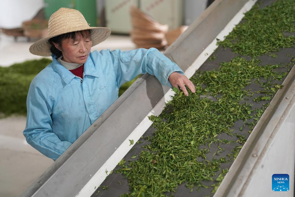 Tea harvest in Hanzhong, NW China's Shaanxi