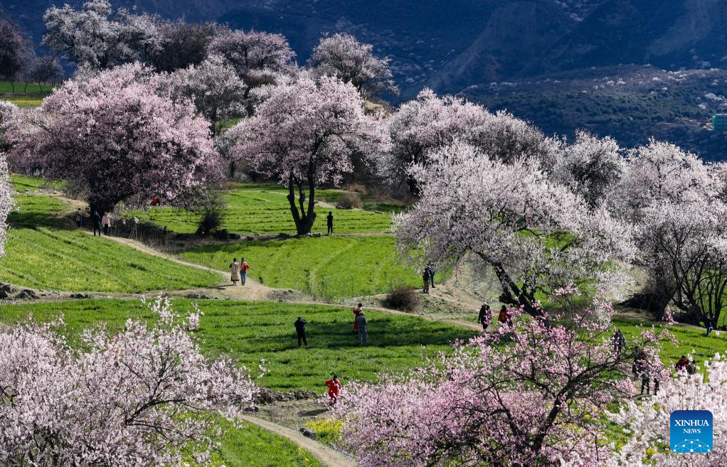 Peach blossoms in Suosong Village, SW China's Tibet
