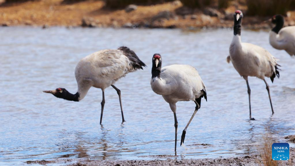 Across China: Yunnan helps cranes make migration journey