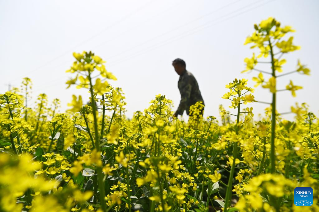 Farmers busy with spring farming across China