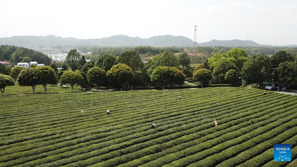 Tea tourism gives new impetus to local economy in C China's Hunan
