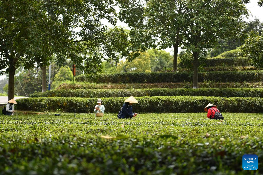 Tea tourism gives new impetus to local economy in C China's Hunan