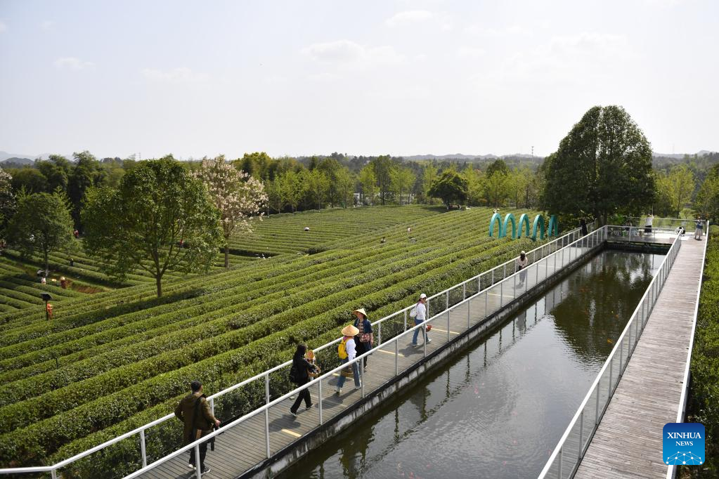Tea tourism gives new impetus to local economy in C China's Hunan