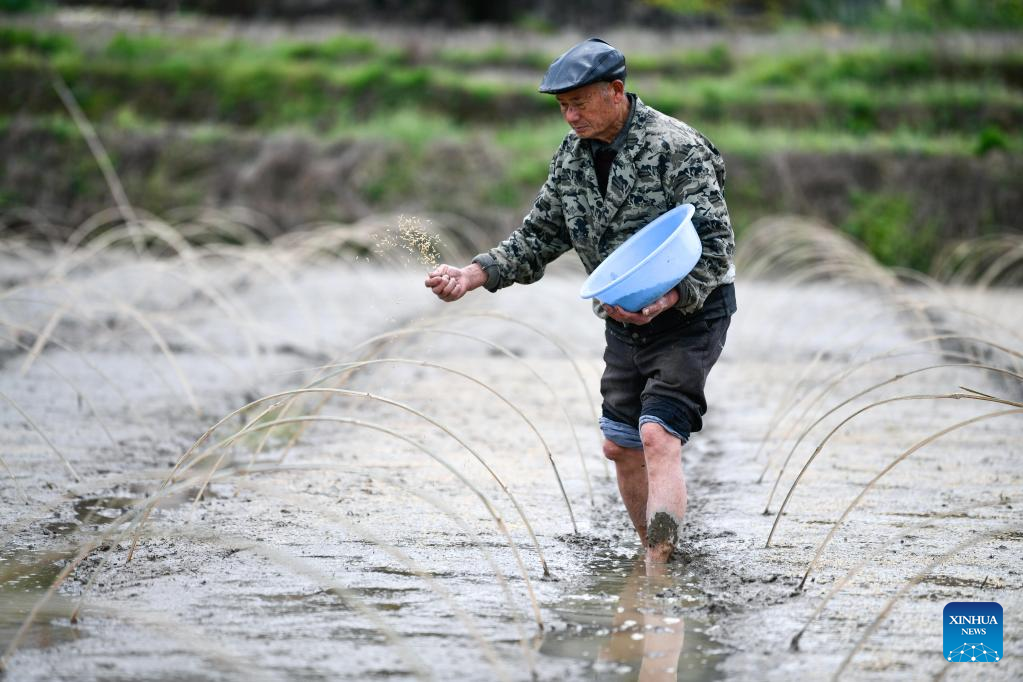 A glimpse of rice seed production in Cengong, SW China's Guizhou