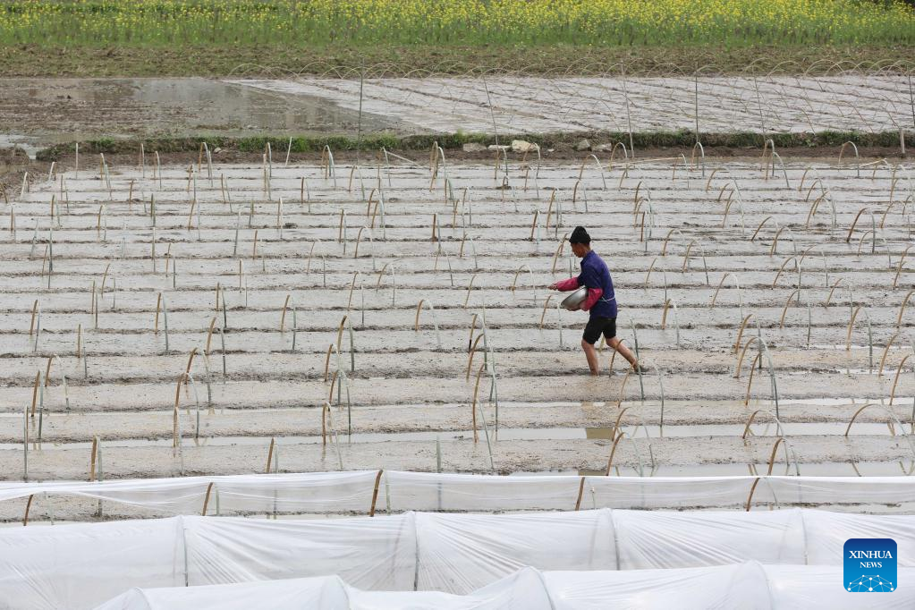 A glimpse of rice seed production in Cengong, SW China's Guizhou