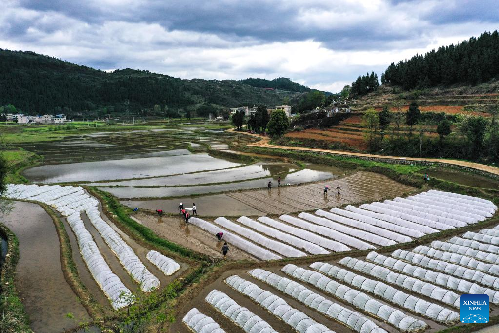 A glimpse of rice seed production in Cengong, SW China's Guizhou