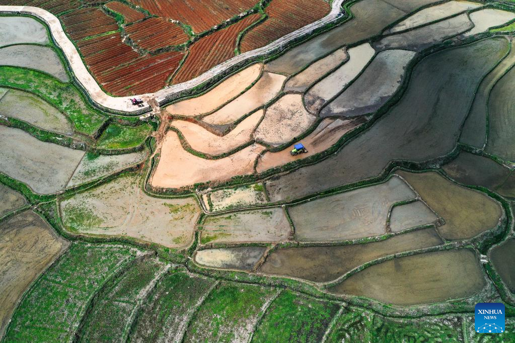 A glimpse of rice seed production in Cengong, SW China's Guizhou