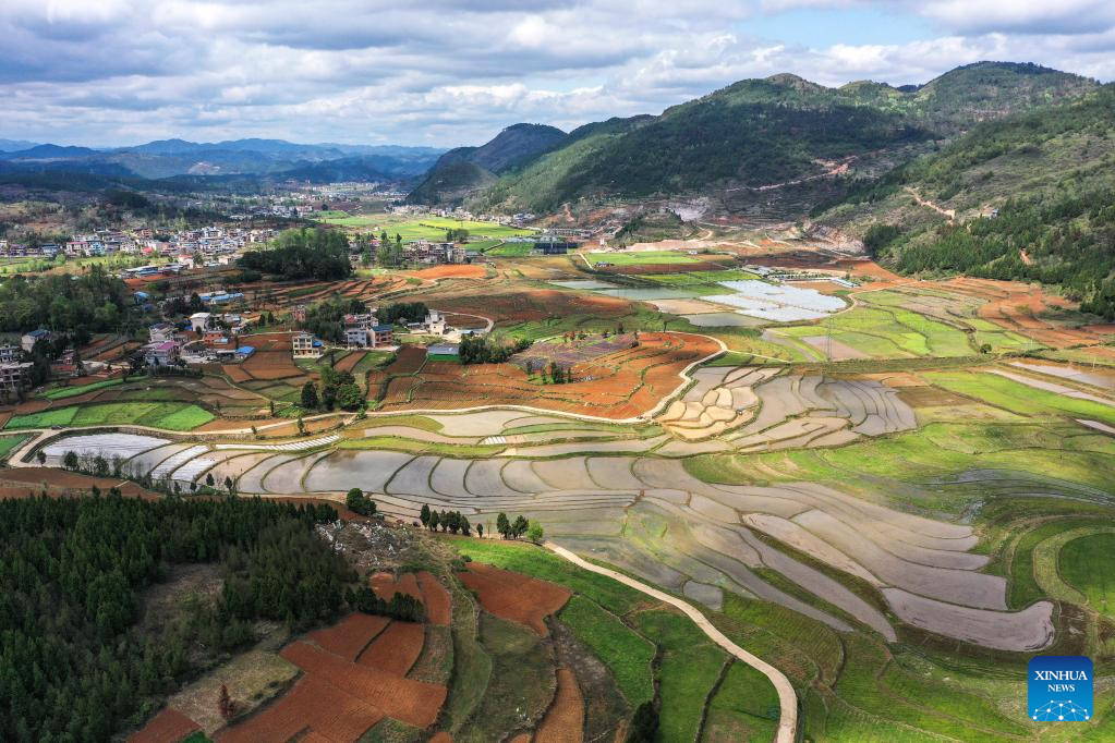 A glimpse of rice seed production in Cengong, SW China's Guizhou