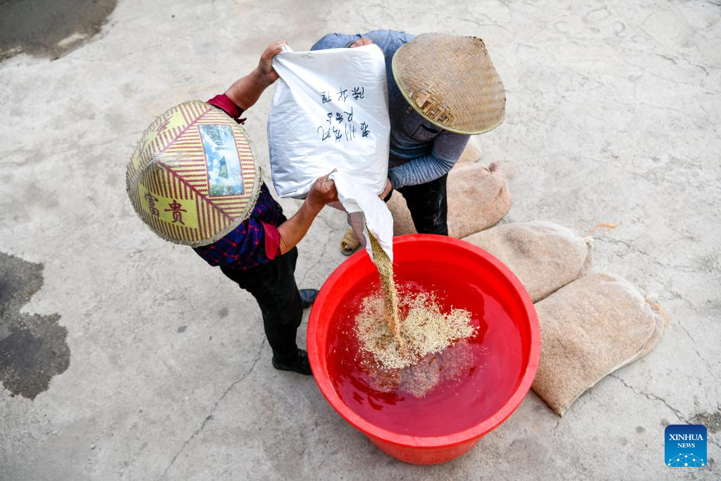 A glimpse of rice seed production in Cengong, SW China's Guizhou