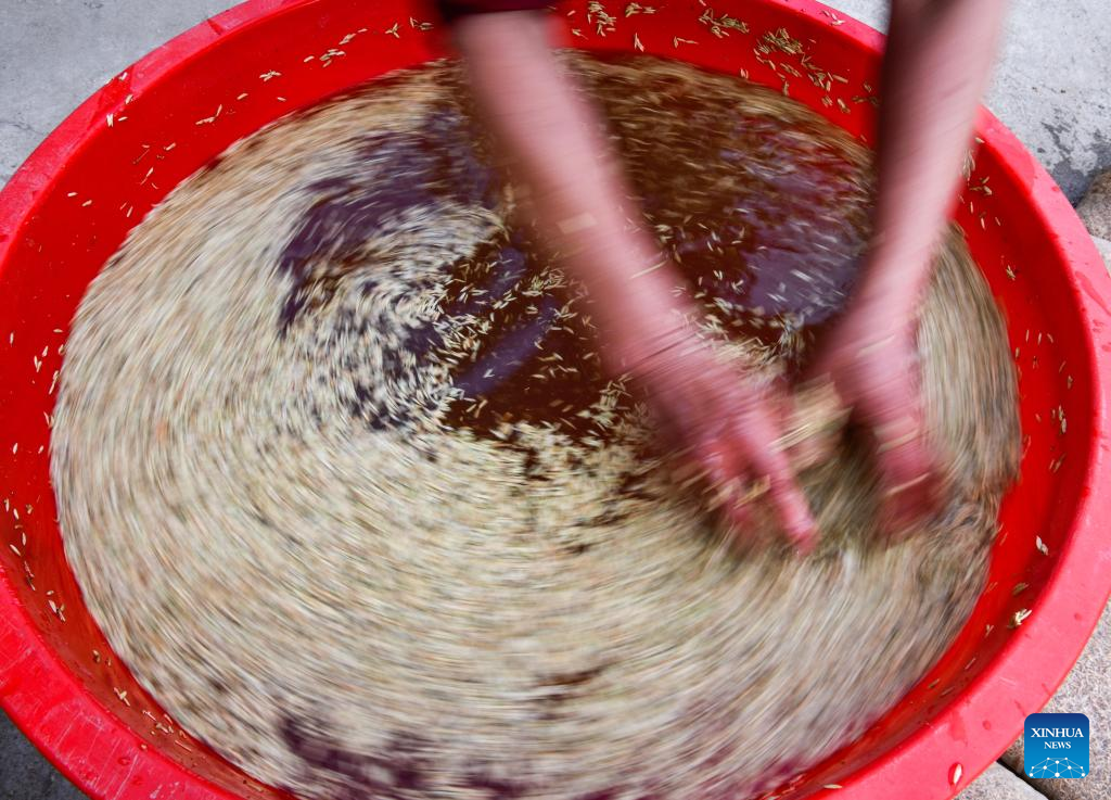 A glimpse of rice seed production in Cengong, SW China's Guizhou