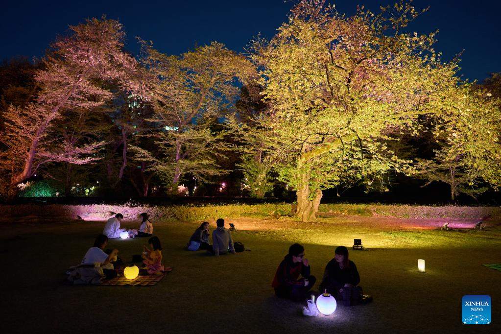 View of illuminated blooming cherry blossoms in Tokyo, Japan