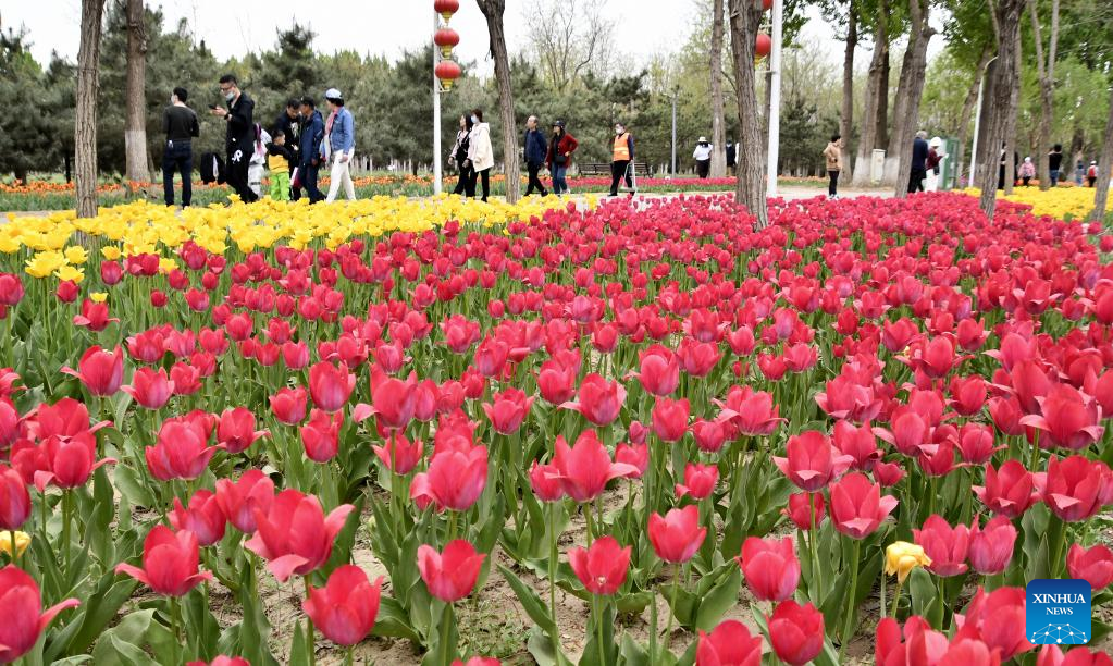 Tourists enjoy blooming flowers by Yongding River in Beijing