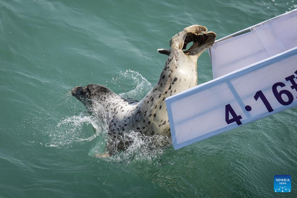 Spotted seals released into sea in Dalian, NE China
