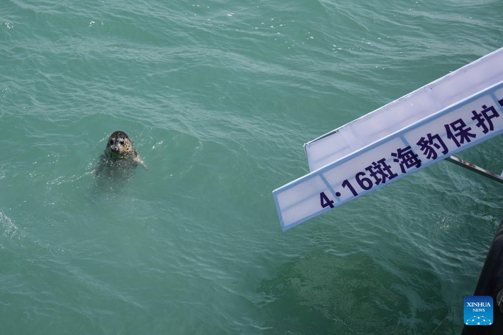 Spotted seals released into sea in Dalian, NE China