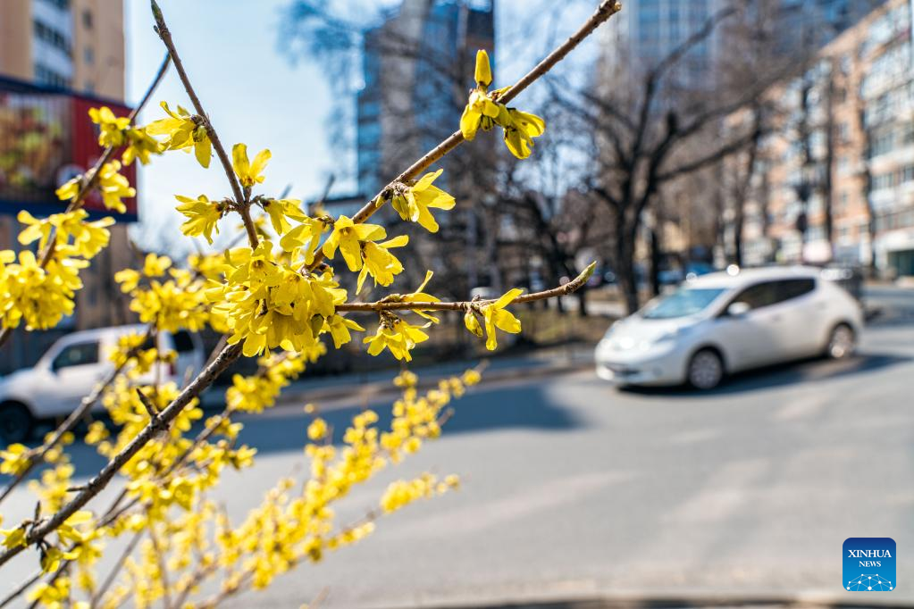 In pics: spring flowers in Vladivostok, Russia
