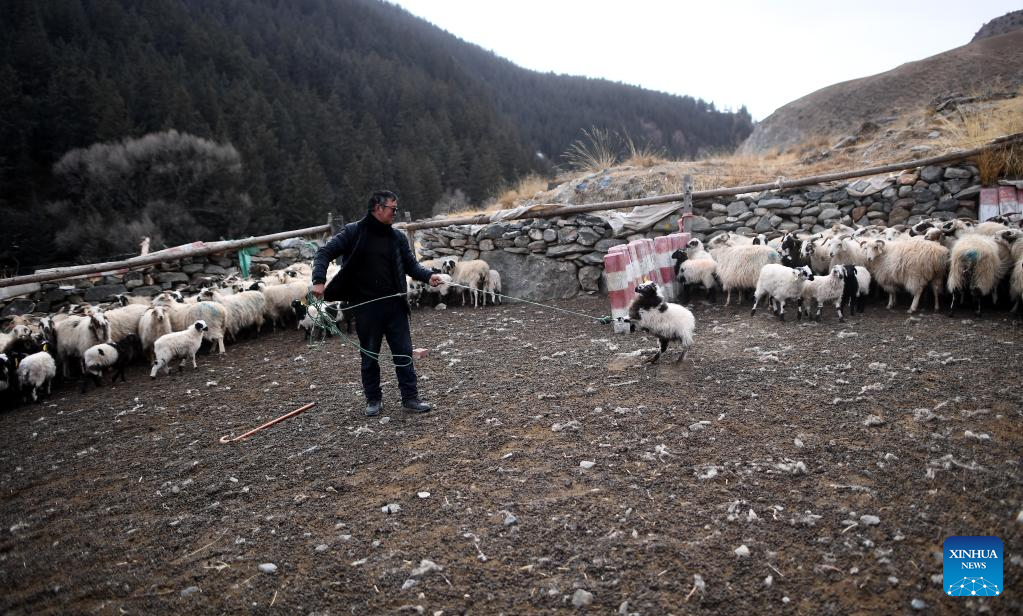 Qinghai promotes development of eco-friendly animal husbandry industry