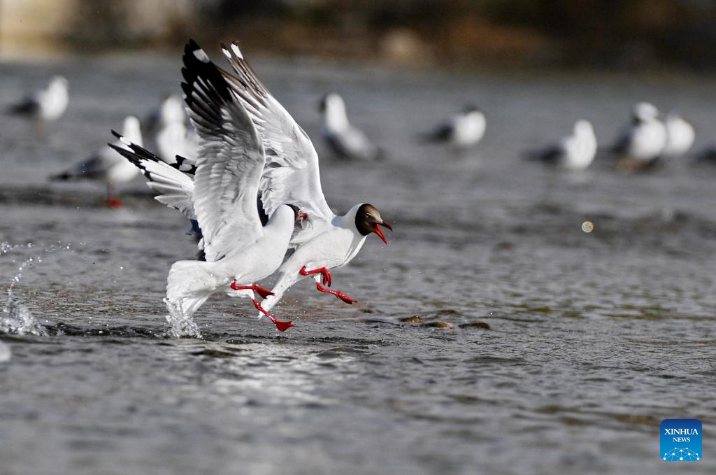 Brown-headed gulls seen in Lhasa, SW China