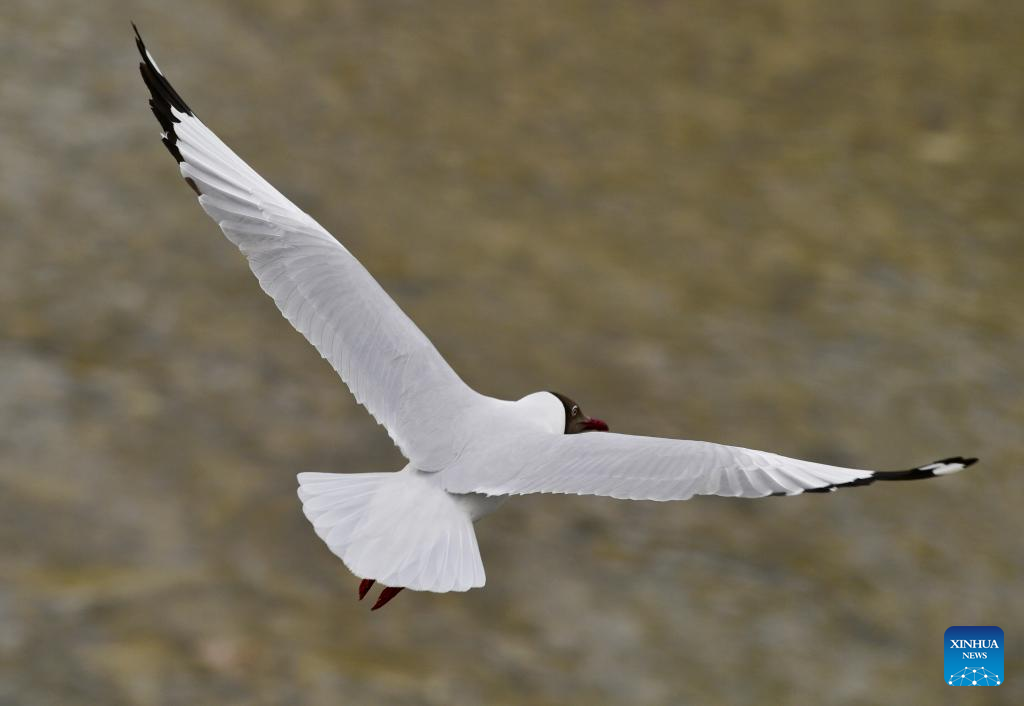 Brown-headed gulls seen in Lhasa, SW China