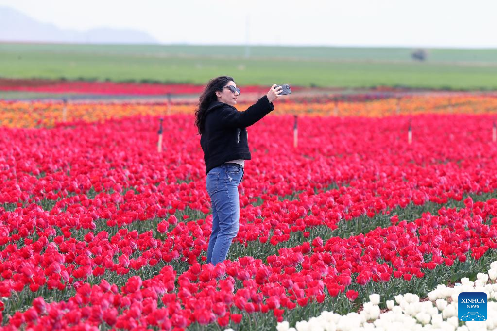 People enjoy blooming tulips in Konya, Türkiye